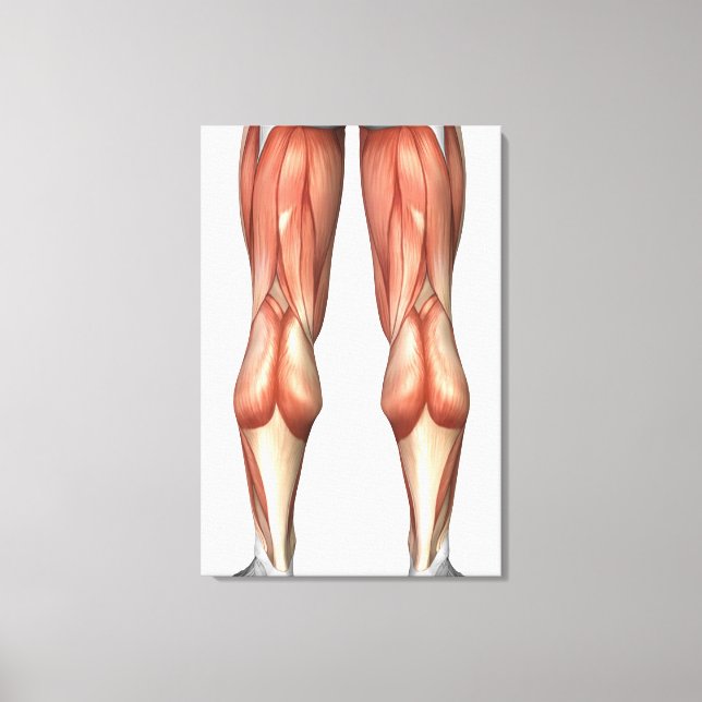 Diagram Illustrating Leg Muscle Groups Canvas Print (Front)