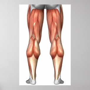 Diagram Illustrating Leg Muscle Groups Poster