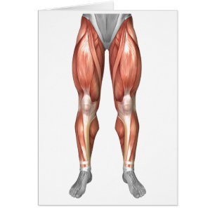 Diagram Illustrating Muscle Groups On Leg Front