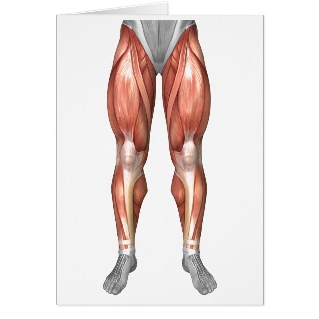 Diagram Illustrating Muscle Groups On Leg Front (Front)