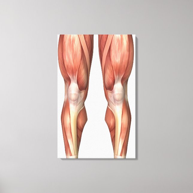 Diagram Illustrating Muscle Groups On Leg Front Canvas Print (Front)