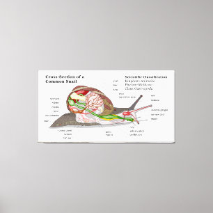 Diagram of a Common Garden Snail (Helix aspersa) Canvas Print