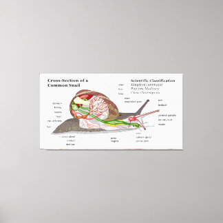 Diagram of a Common Garden Snail (Helix aspersa) Canvas Print