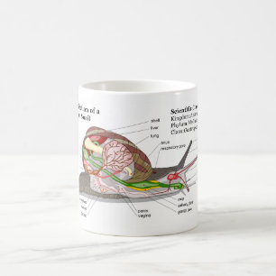 Diagram of a Common Garden Snail (Helix aspersa) Coffee Mug