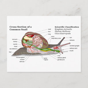 Diagram of a Common Garden Snail (Helix aspersa) Postcard