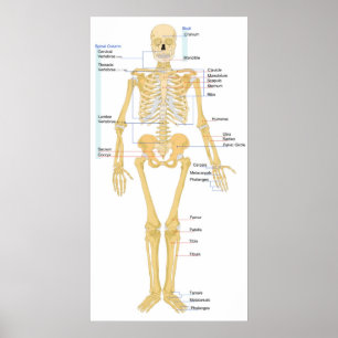 Diagram of a Human Female Skeleton Front View Poster