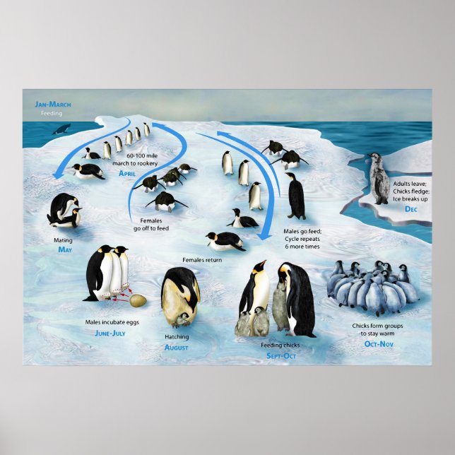 Diagram of a Life Cycle of the Emperor Penguin Poster (Front)