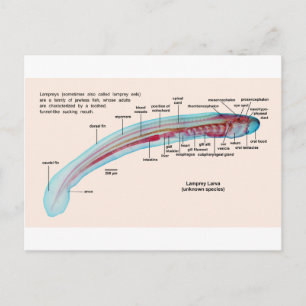 Diagram of a Sea Lamprey Species Larva Postcard