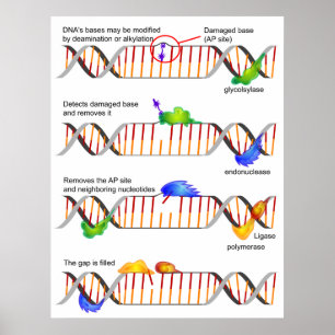 Diagram of a Simple DNA Base Excision Repair Poster
