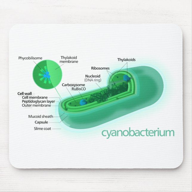 Diagram of a Typical Cyanobacteria Cell Mouse Pad (Front)