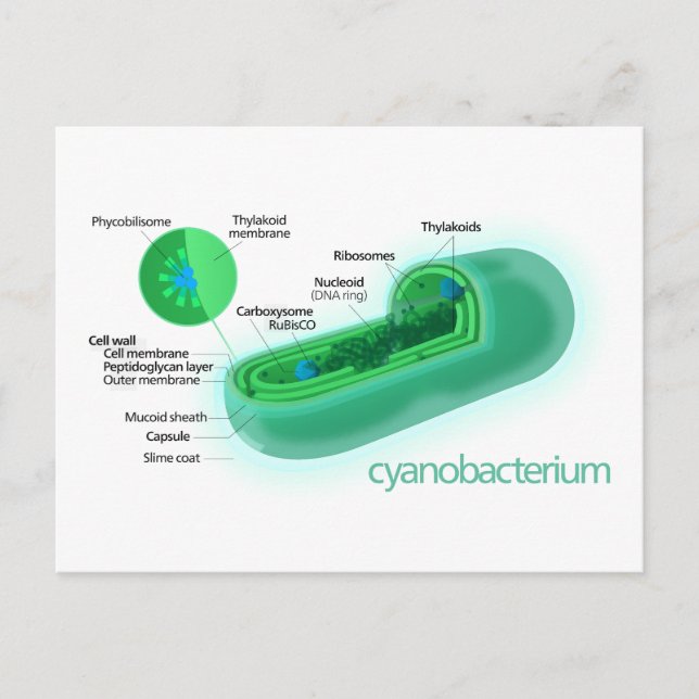 Diagram of a Typical Cyanobacteria Cell Postcard (Front)