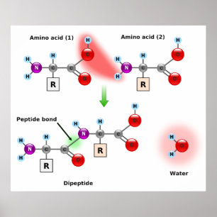 Diagram of an Amino Acid Peptide Bond Formation Poster