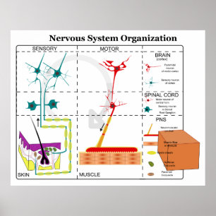 Diagram of Basic Nervous System Functions Poster