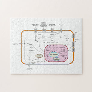 Diagram of Cell Gene Signal Transduction Pathways  Jigsaw Puzzle