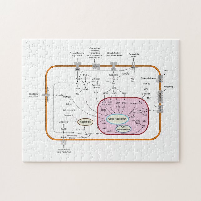 Diagram of Cell Gene Signal Transduction Pathways  Jigsaw Puzzle (Horizontal)