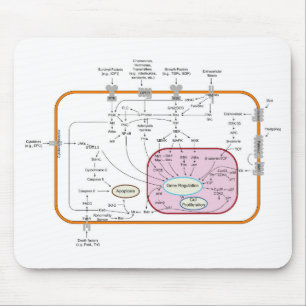 Diagram of Cell Gene Signal Transduction Pathways Mouse Pad