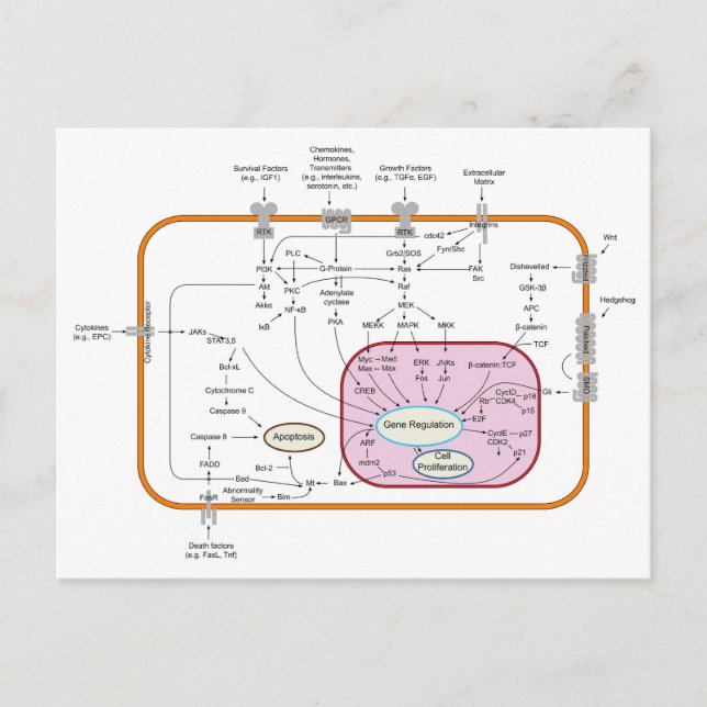 Diagram of Cell Gene Signal Transduction Pathways  Postcard (Front)
