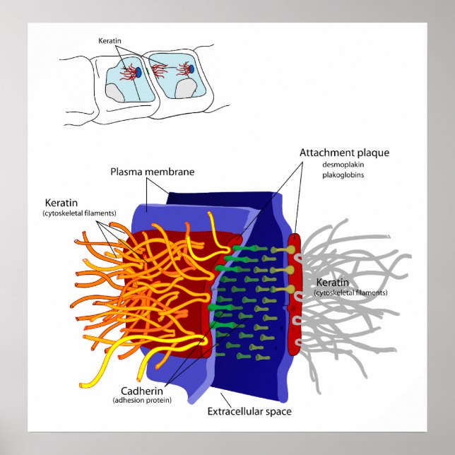 Diagram of Cell to Cell Adhesion Called Desmosome Poster (Front)