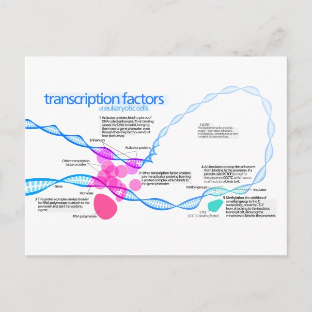 Diagram of gene transcription factors postcard (Front)