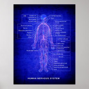 DIAGRAM of HUMAN NERVOUS SYSTEM - BLUEPRINT Poster