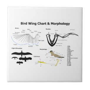 Diagram of the Anatomy of Bird Wings Tile
