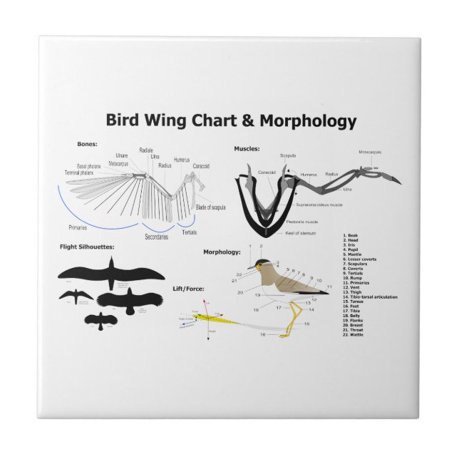 Diagram of the Anatomy of Bird Wings Tile (Front)