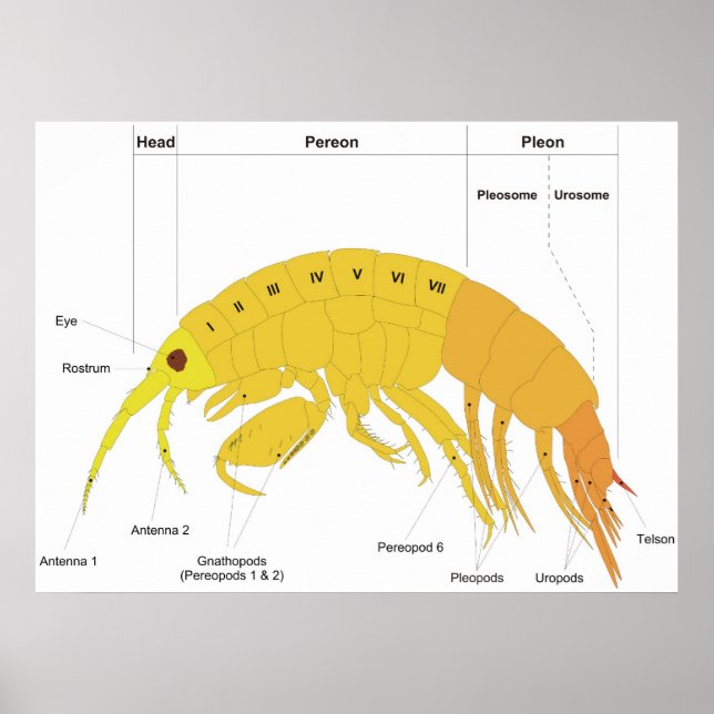 Diagram of the Body Plan of an Amphipod Poster (Front)