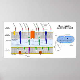 Diagram of the Gram Negative Bacteria Cell Wall Poster