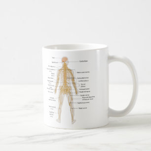Diagram of the Human Body's Nervous System Coffee Mug