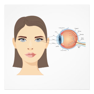 Diagram of the human eye photo print