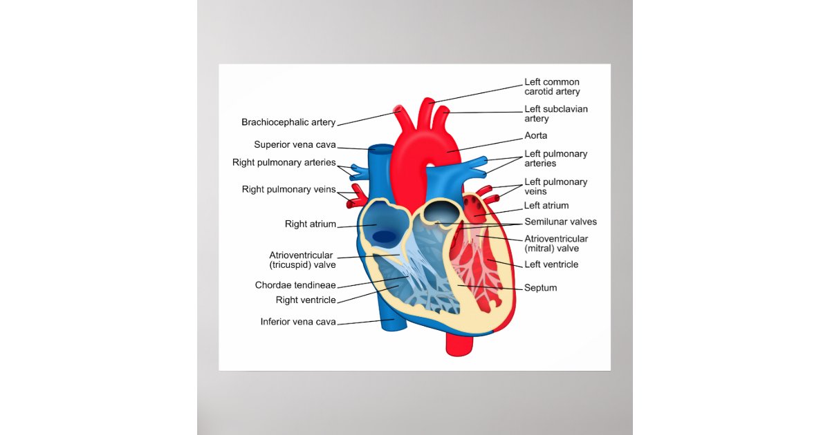 Diagram of the Individual Parts of the Human Heart Poster ...