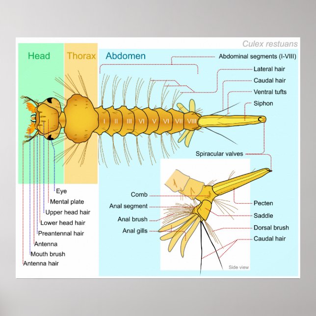 Diagram of the Larva of a Mosquito Culex Restuans Poster (Front)
