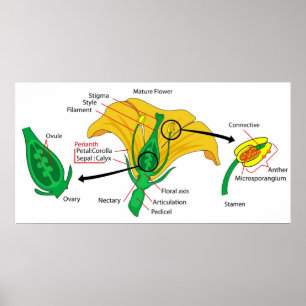 Diagram of the Main Parts of a Mature Flower Poster