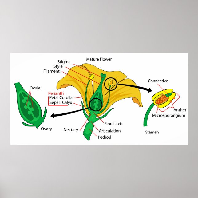 Diagram of the Main Parts of a Mature Flower Poster (Front)