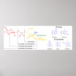 Diagram of the Major Nucleotide Molecules Poster
