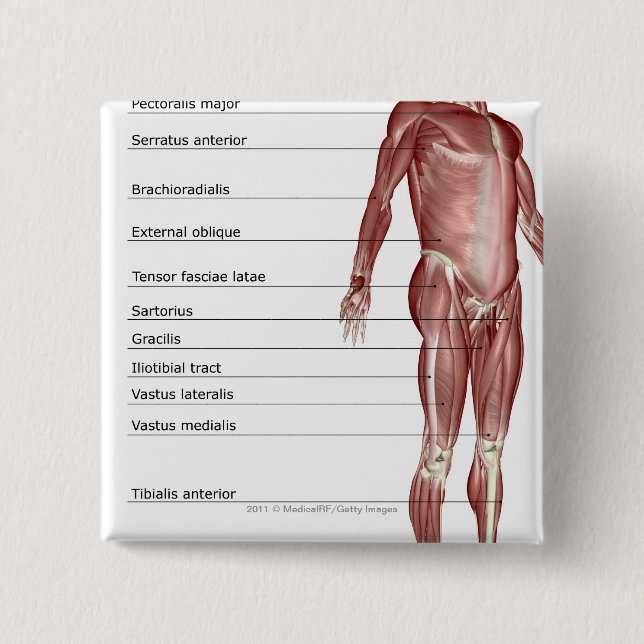 Diagram of the muscular system 2 inch square button (Front)