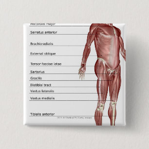 Diagram of the muscular system 2 inch square button