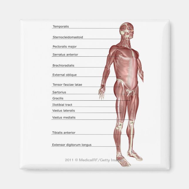 Diagram of the muscular system magnet (Front)