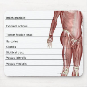 Diagram of the muscular system mouse pad