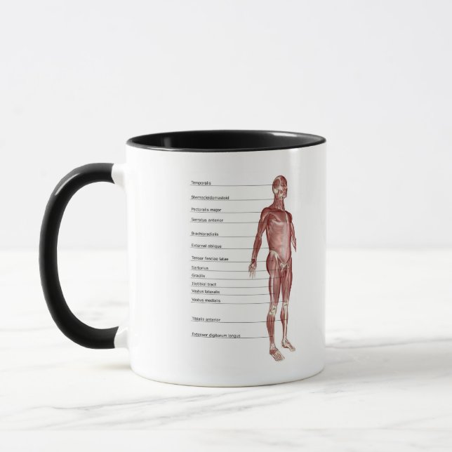Diagram of the muscular system mug (Left)