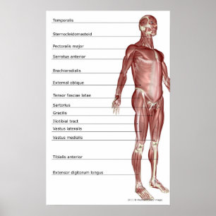 Diagram of the muscular system poster