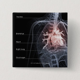 Diagram of the respiratory system and the heart 2 inch square button