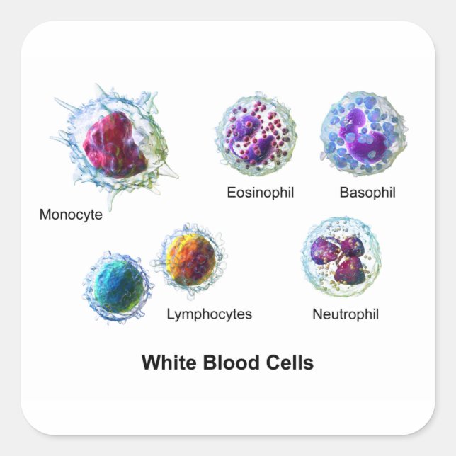 Diagram of White Blood Cells Leukocytes Square Sticker (Front)