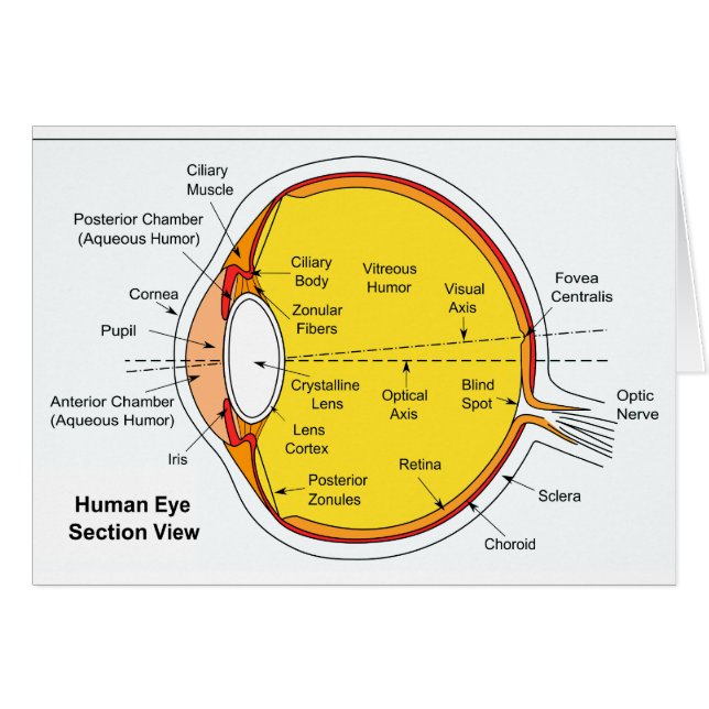 Diagramme anatomique de la boule d'oeil humain (Devant horizontal)