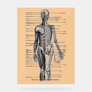 "Diagramme de squelette humain"