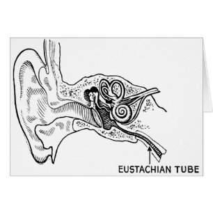 Diagramme d'oreille