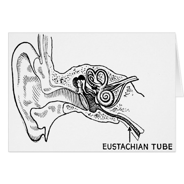 Diagramme d'oreille (Devant horizontal)