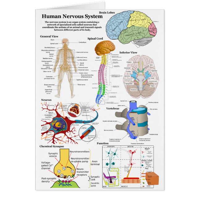 Diagramme du cerveau humain et du système nerveux  (Devant)