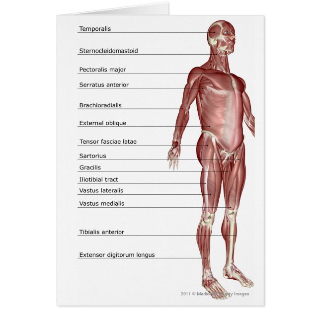 Diagramme du système musculaire (Devant)