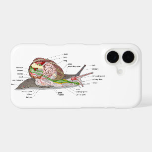 Diagramme escargot Helix aspersa organe coupé en s